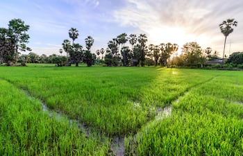 Arroceros se ajustan los cinturones: caída del 20% en la siembra
