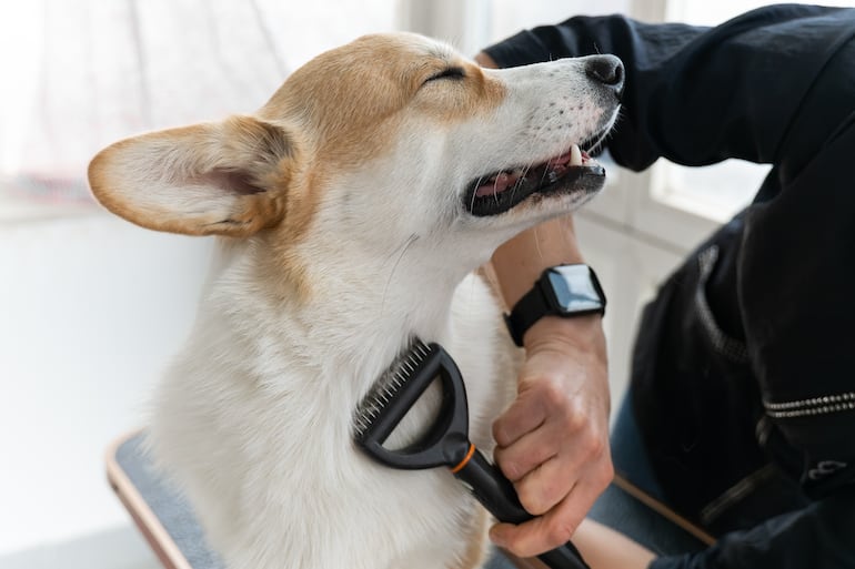 Concepto de grooming en casa.