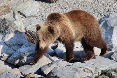 Esta fotografía, tomada a finales de mayo de 2026 y facilitada por el Parque Nacional Zapovednoye Pribaikalye, muestra un oso pardo en el área protegida. La escasez de piñones y la destrucción del hábitat están llevando a osos pardos hambrientos a invadir aldeas y carreteras de Siberia, en lo que las autoridades califican como una crisis sin precedentes.