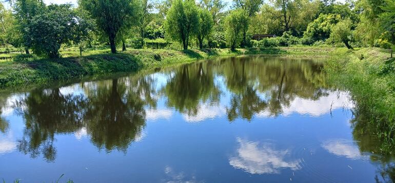 árboles que se reflejan en aguas cristalinas