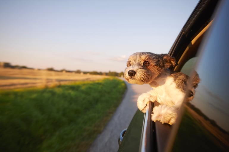 Perro feliz en el auto.