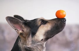 Perro haciendo un truco, imagen ilustrativa.