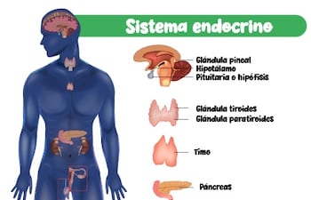 Sistema endocrino: la red de mensajeros del cuerpo