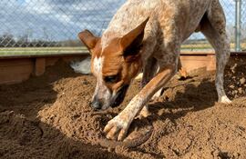Perro entierra su juguete, imagen ilustrativa.