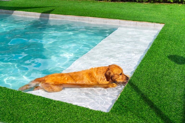 Perro de la raza golden retriever.