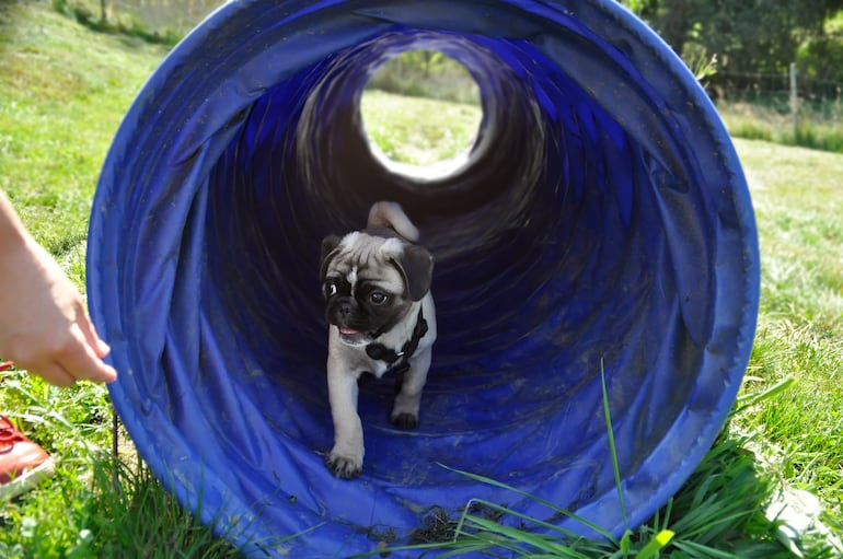 Perro de la raza Pug.