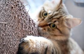 ¿Por qué tu gato araña tus muebles?