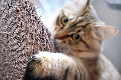 ¿Por qué tu gato araña tus muebles?