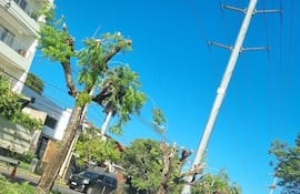 Vecinos denuncian poda indiscriminada de árboles en la avenida Primer Presidente