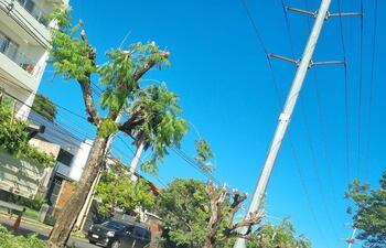 Vecinos denuncian poda indiscriminada de árboles en la avenida Primer Presidente