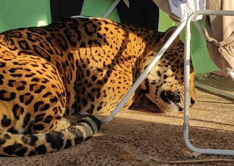 Un jaguareté descansando en el suelo, con pelaje manchado y cola enroscada, en un entorno exterior con una pared verde de fondo.