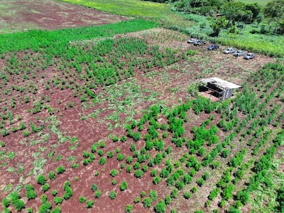 Eliminan cerca de 60 hectáreas de marihuana en Amambay.
