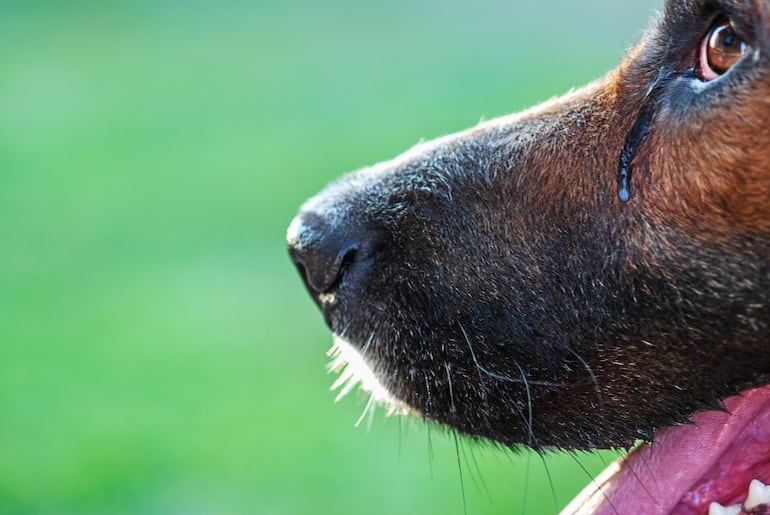 Lagrimeo excesivo en perros.