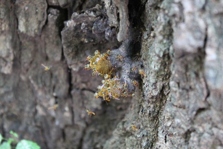 Un colmenar de doble entrada en la bifurcación del tronco de un añoso árbol.