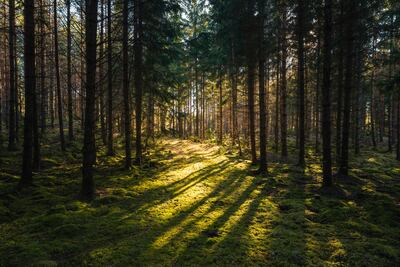 Bosque en Suecia.