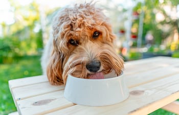 Perro bebe agua.