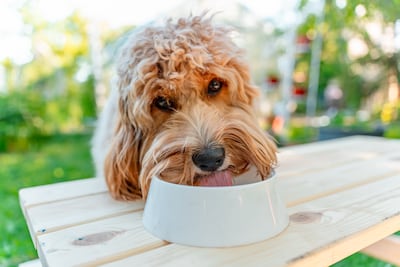 Perro bebe agua.