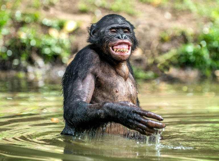 Bonobo se ríe.