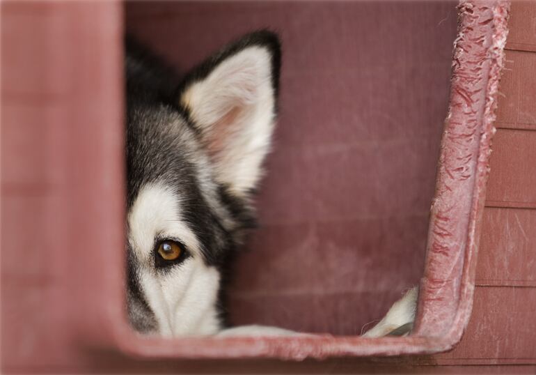 Perro de la raza husky siberiano.