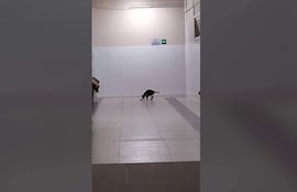 Gato marrón y negro en un suelo limpio, rodeado de paredes blancas. No hay personas presentes en la escena.