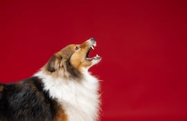 Perro Collie de pelaje marrón y blanco.