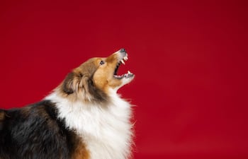 Perro Collie de pelaje marrón y blanco.