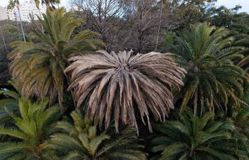 Esta vista aérea muestra palmeras infectadas por el picudo rojo junto al lago del Parque Rodó en Montevideo, el 30 de julio de 2025.