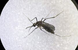 Mosquito Aedes Aegypti, principal vector para la transmisión de dengue y chikunguña. EFE/ Jeffrey Arguedas