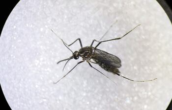 Mosquito Aedes Aegypti, principal vector para la transmisión de dengue y chikunguña. EFE/ Jeffrey Arguedas