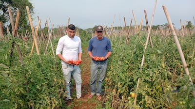 Los productores Abel Brítez y Manuel Cáceres muestran tomates cosechados en una parcela de Coronel Oviedo.