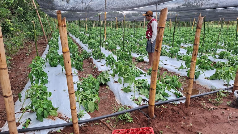 Hombre vestido con chaqueta roja observa plantas dañadas por la lluvia en un invernadero rural lleno de vegetación.