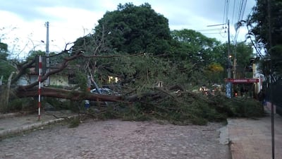 Árbol caído sobre la calle, obstructiva escena urbana con postes y un letrero de Coca-Cola visible al fondo.