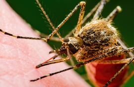 Mosquito infectado con malaria.