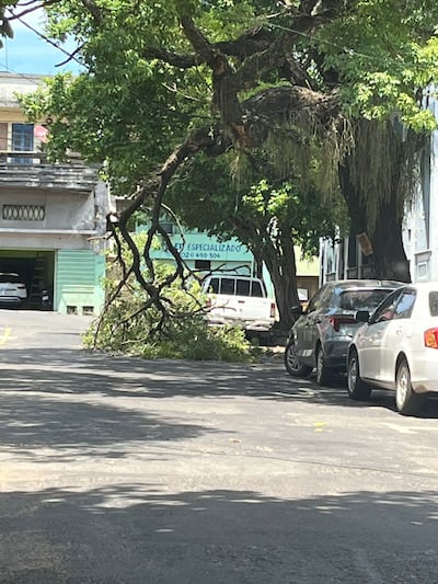 Parte del árbol ya está caído y genera preocupación en la zona.