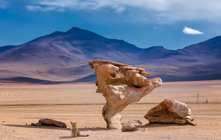Un zorro andino silvestre junto al Árbol de Piedra, la famosa formación rocosa esculpida por el viento, en el desierto de Siloli, dentro de la Reserva Nacional de Fauna Andina Eduardo Avaroa, en Bolivia, Sudamérica.