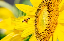 En el barrio María Auxiliadora de Cabañas, el cultivo de girasoles se ha convertido en un atractivo turístico.