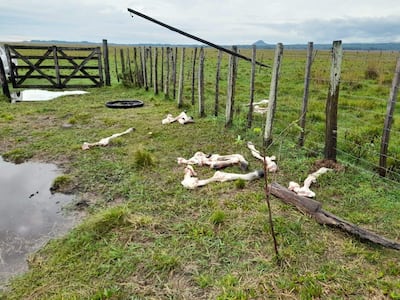 Nuevos hechos de abigeato golpea a distritos de Paraguarí.