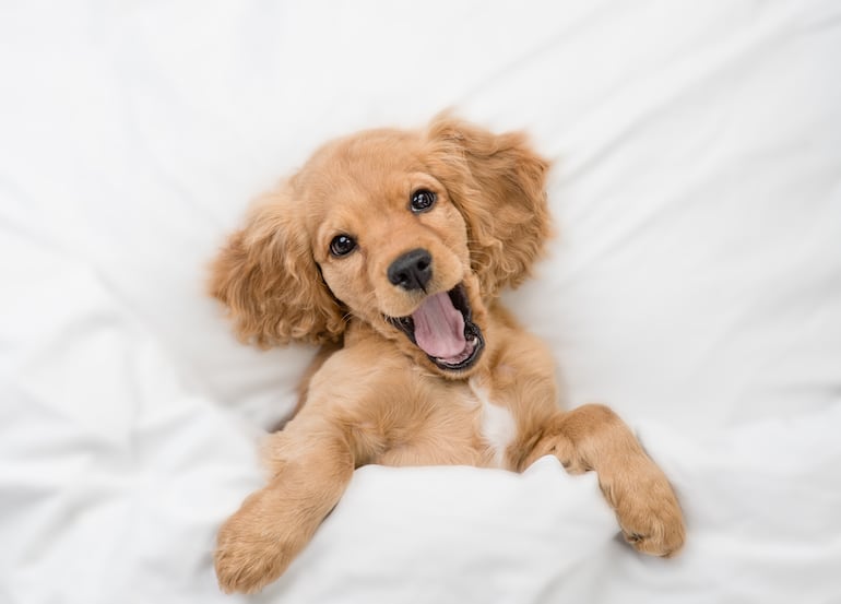 Cachorro. de English Cocker Spaniel.