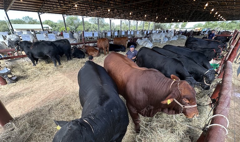 Expo Pioneros 2026  reúne al agro y a la  innovación