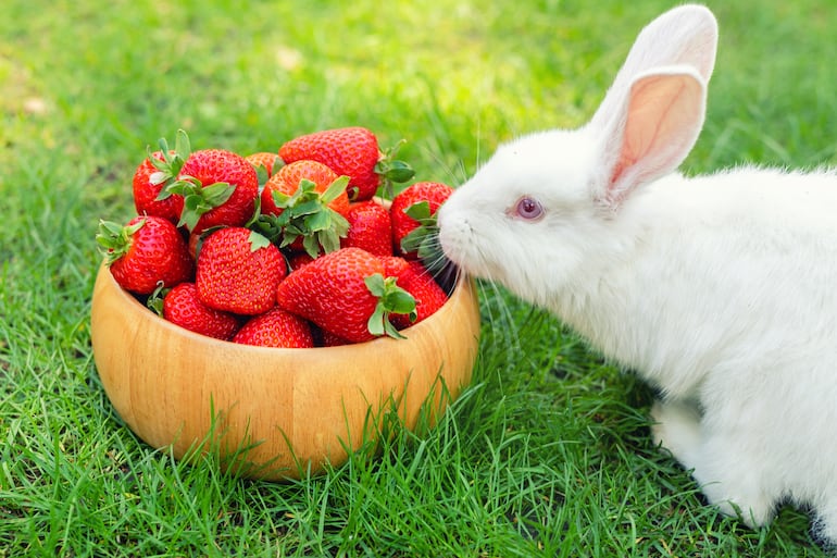 Conejo comiendo frutillas.