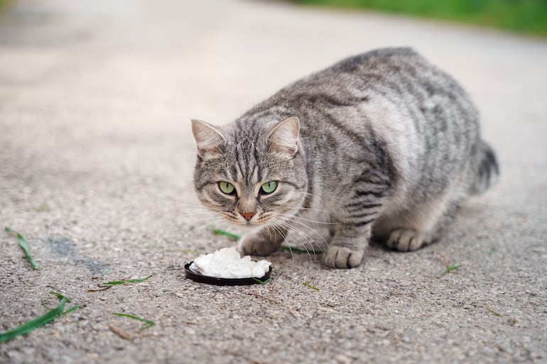 ¿Los gatos pueden comer yogur?