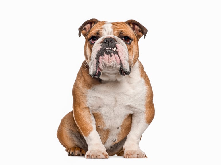 Perro de raza Bulldog inglés.