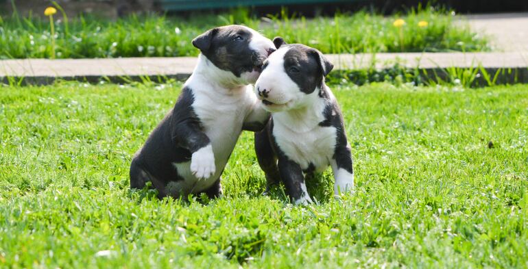 Perro de raza Bull Terrier.