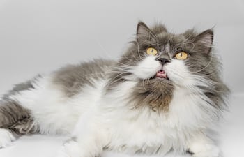 Gato persa.