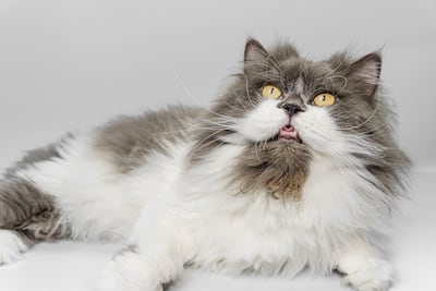 Gato persa.