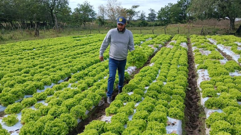 Hombre de mediana edad con gorra y suéter gris camina entre hileras de lechugas en un entorno natural.
