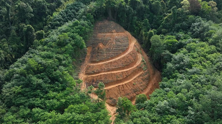 Concepto de pérdida de biodiversidad.
