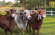 Nelore, Angus y Senepol convirtieron a Paraguay en potencia ganadera