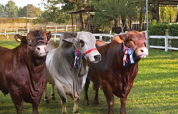 Nelore, Angus y Senepol convirtieron a Paraguay en potencia ganadera