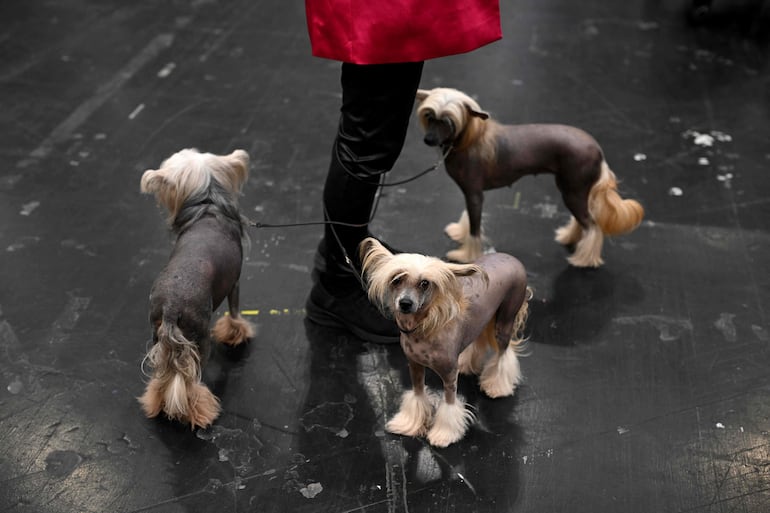 Perros crestados chinos están de pie junto a su cuidador en el tercer día del Crufts, la exposición canina, en el National Exhibition Centre de Birmingham, en el centro de Inglaterra, el 7 de marzo de 2026.